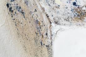 Why You Should Choose Our Mold Remediation Services in Hagerstown, IN